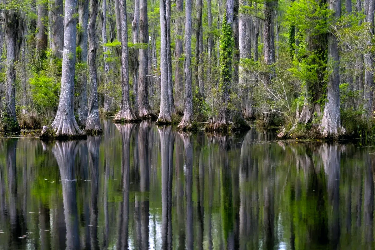 Cypress swamp at Cypress Gardens, Moncks Corner, Berkeley County