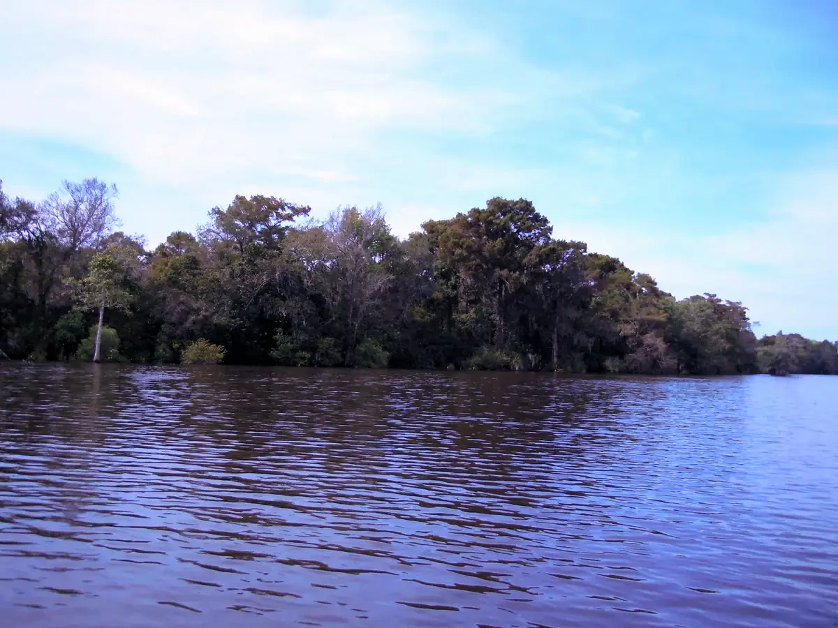 Bottomland forest along the Waccamaw River, Waccamaw National Wildlife Refuge